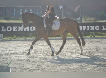 Andere Rassen, Merrie, 6 Jaar, 165 cm, Bruin