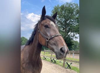 Andere Rassen, Merrie, 6 Jaar, 165 cm, Bruin