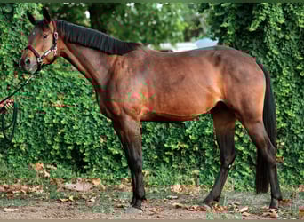 Andere Rassen, Merrie, 6 Jaar, 165 cm, Roodbruin