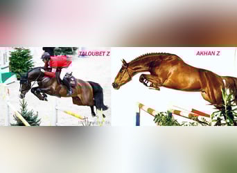 Andere Rassen, Merrie, 6 Jaar, 165 cm, Roodbruin