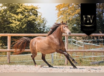 Andere Rassen, Merrie, 6 Jaar, 166 cm, Falbe