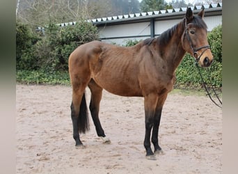 Andere Rassen, Merrie, 6 Jaar, 167 cm, Bruin