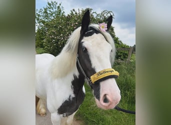 Andere Rassen, Merrie, 7 Jaar, 140 cm, Gevlekt-paard