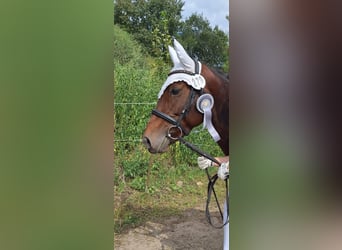 Andere Rassen Mix, Merrie, 7 Jaar, 141 cm, Bruin