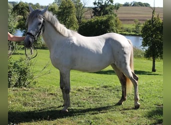 Andere Rassen, Merrie, 7 Jaar, 141 cm, Schimmel