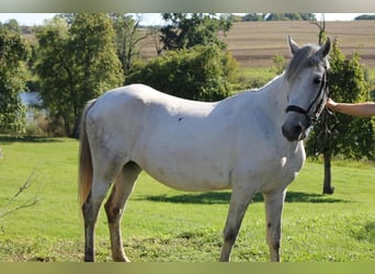 Andere Rassen, Merrie, 7 Jaar, 141 cm, Schimmel