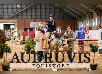 Andere Rassen, Merrie, 7 Jaar, 142 cm, Buckskin