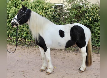 Andere Rassen, Merrie, 7 Jaar, 143 cm, Gevlekt-paard