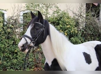 Andere Rassen, Merrie, 7 Jaar, 143 cm, Gevlekt-paard