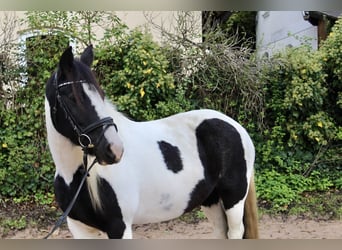 Andere Rassen, Merrie, 7 Jaar, 143 cm, Gevlekt-paard