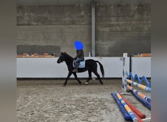 Andere Rassen, Merrie, 7 Jaar, 145 cm, Zwart