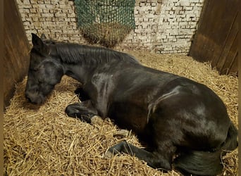 Andere Rassen, Merrie, 7 Jaar, 145 cm, Zwart