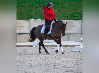 Andere Rassen, Merrie, 7 Jaar, 146 cm, Bruin