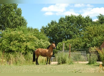 Andere Rassen, Merrie, 7 Jaar, 148 cm, Buckskin