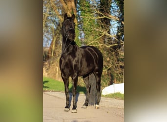 Andere Rassen, Merrie, 7 Jaar, 148 cm, Zwart