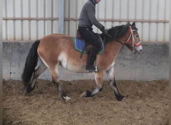 Andere Rassen Mix, Merrie, 7 Jaar, 149 cm, Lichtbruin