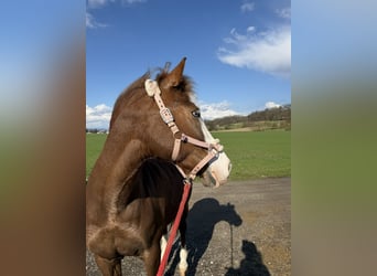 Andere Rassen Mix, Merrie, 7 Jaar, 150 cm, Donkere-vos