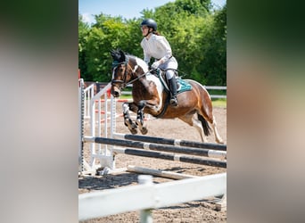 Andere Rassen, Merrie, 7 Jaar, 150 cm, Gevlekt-paard
