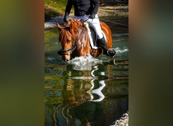 Andere Rassen, Merrie, 7 Jaar, 152 cm, Donkere-vos