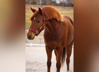 Andere Rassen, Merrie, 7 Jaar, 152 cm, Donkere-vos