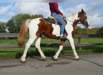 Andere Rassen, Merrie, 7 Jaar, 152 cm, Gevlekt-paard