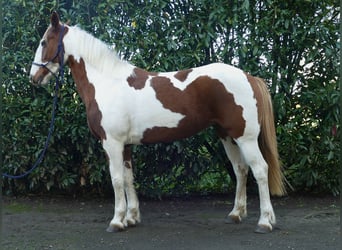 Andere Rassen, Merrie, 7 Jaar, 152 cm, Gevlekt-paard