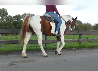 Andere Rassen, Merrie, 7 Jaar, 152 cm, Gevlekt-paard