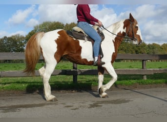 Andere Rassen, Merrie, 7 Jaar, 152 cm, Gevlekt-paard