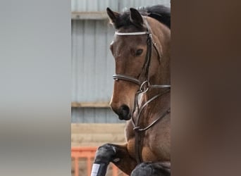 Andere Rassen, Merrie, 7 Jaar, 152 cm, Roodbruin