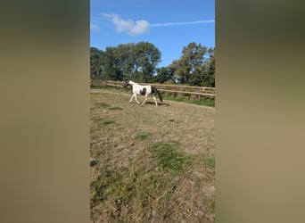 Andere Rassen Mix, Merrie, 7 Jaar, 155 cm, Gevlekt-paard