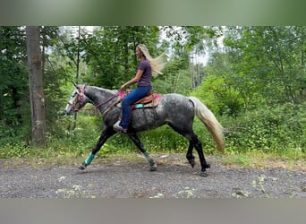 Andere Rassen, Merrie, 7 Jaar, 156 cm, Appelschimmel