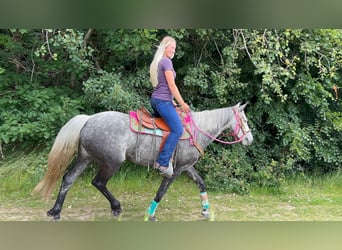 Andere Rassen, Merrie, 7 Jaar, 156 cm, Appelschimmel