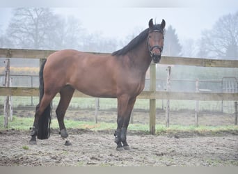 Andere Rassen, Merrie, 7 Jaar, 157 cm, Bruin