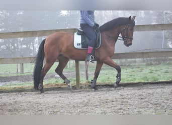 Andere Rassen, Merrie, 7 Jaar, 157 cm, Bruin