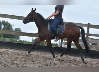 Andere Rassen, Merrie, 7 Jaar, 157 cm, Donkerbruin