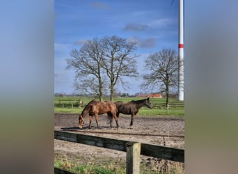 Andere Rassen, Merrie, 7 Jaar, 158 cm, Bruin