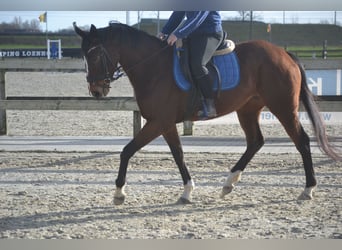 Andere Rassen, Merrie, 7 Jaar, 158 cm, Bruin