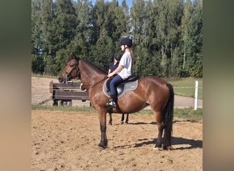 Andere Rassen, Merrie, 7 Jaar, 158 cm, Roodbruin