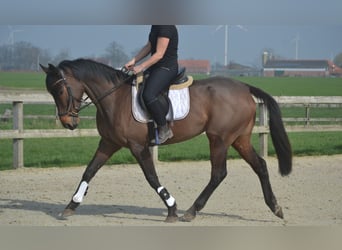 Andere Rassen, Merrie, 7 Jaar, 160 cm, Bruin