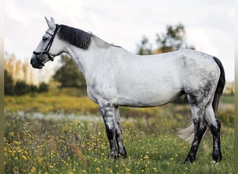 Andere Rassen Mix, Merrie, 7 Jaar, 160 cm, Schimmel