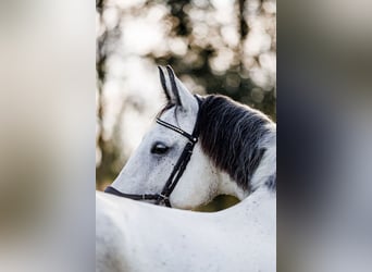 Andere Rassen Mix, Merrie, 7 Jaar, 160 cm, Schimmel