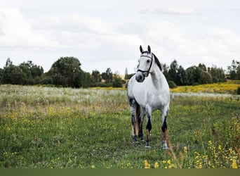 Andere Rassen Mix, Merrie, 7 Jaar, 160 cm, Schimmel