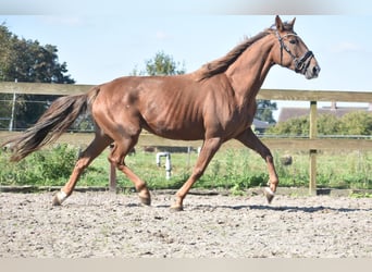 Sonstige Rassen, Stute, 7 Jahre, 162 cm, Fuchs