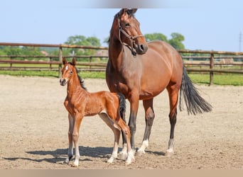 Andere Rassen, Merrie, 7 Jaar, 165 cm, Bruin