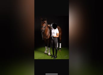 Andere Rassen Mix, Merrie, 7 Jaar, 165 cm, Roodbruin