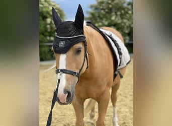 Andere Rassen, Merrie, 8 Jaar, 143 cm, Palomino