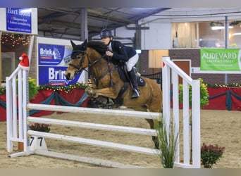Andere Rassen, Merrie, 8 Jaar, 147 cm, Bruin