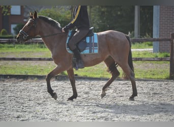 Andere Rassen, Merrie, 8 Jaar, 147 cm, Rood schimmel