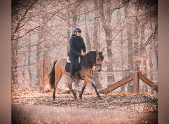 Andere Rassen, Merrie, 8 Jaar, 148 cm, Falbe