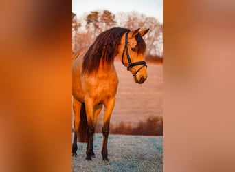 Andere Rassen, Merrie, 8 Jaar, 148 cm, Falbe